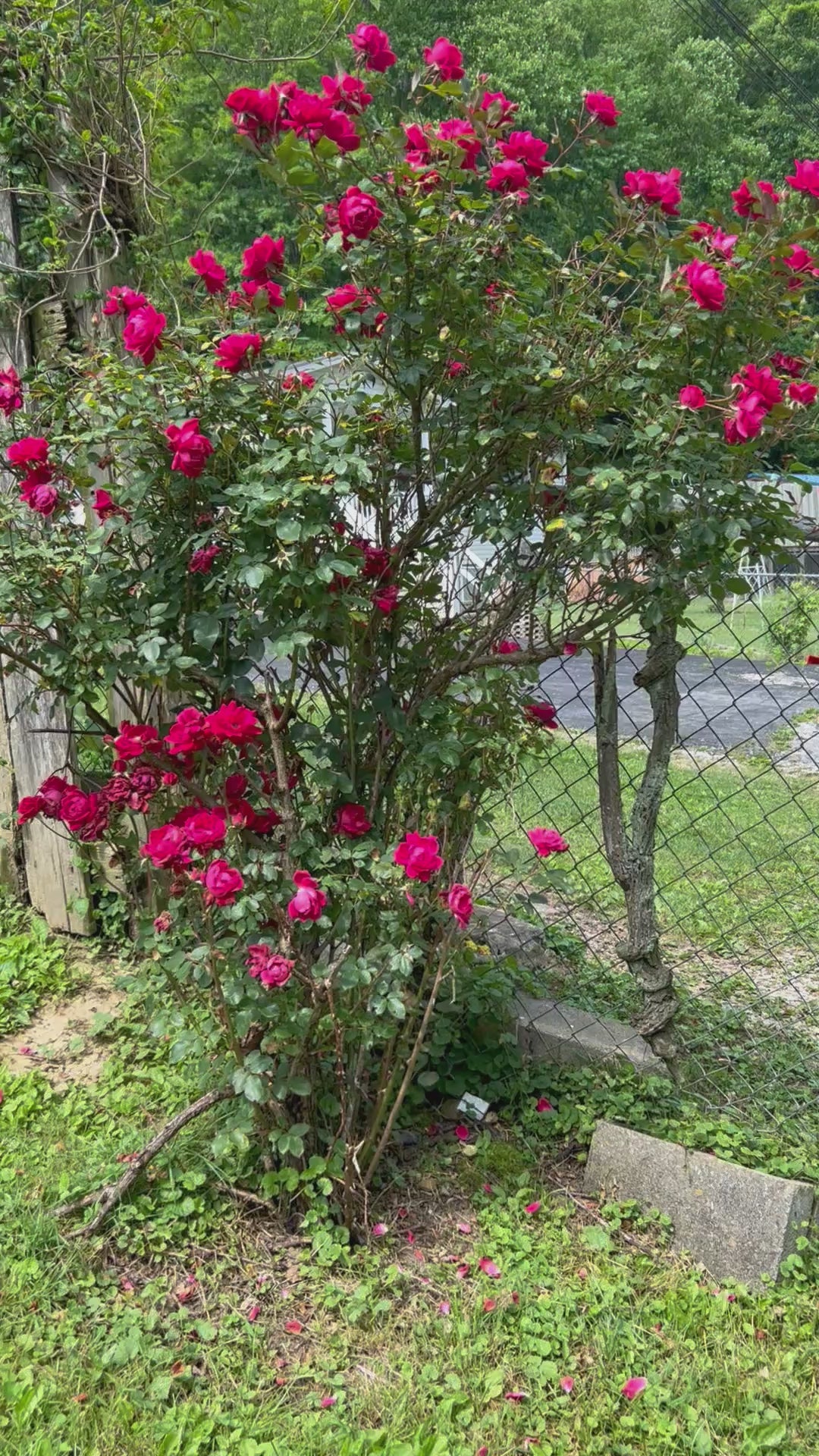 kingdom of endless slumber in front of rose bush